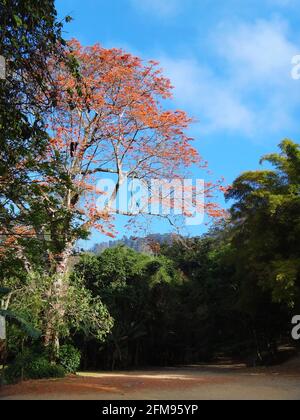 Belle photo d'un arbre avec des feuilles rouges vives parmi des feuilles vertes par temps ensoleillé Banque D'Images