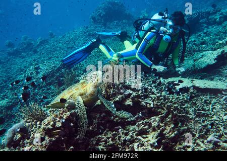 La femelle Diver observe une tortue de la mer verte au repos sur le Coral Block. Bleu eau dans l'arrière-plan. Selayar, Sulawesi du Sud, Indonésie Banque D'Images