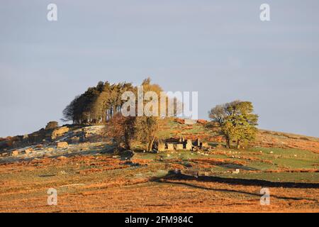 Lumière du matin éclairant la ferme abandonnée de Loups est sur Loups’s Hill, Teesdale, comté de Durham, Royaume-Uni Banque D'Images