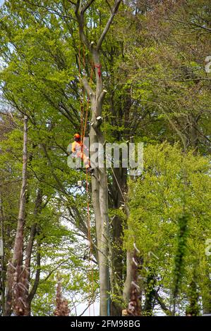 Aylesbury Vale, Buckinghamshire, Royaume-Uni. 7 mai 2021. HS2 a de nouveau bombarder des hêtres aujourd'hui dans l'ancienne forêt de Jones Hill Wood, bien qu'il s'agisse de la saison de nidification des oiseaux et que les rares chauves-souris de Barbastelle sont connus pour rôder dans les bois. Les bois auraient inspiré l'auteur local Roald Dahl à écrire le roman populaire pour enfants, le fantastique M. Fox. Le train à grande vitesse 2 de Londres à Birmingham sculpte une énorme cicatrice à travers les Chilterns. Crédit : Maureen McLean/Alay Live News Banque D'Images