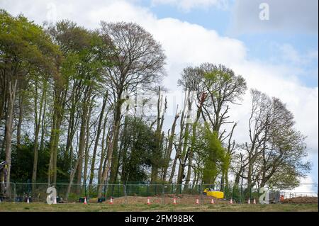 Aylesbury Vale, Buckinghamshire, Royaume-Uni. 7 mai 2021. HS2 a de nouveau bombarder des hêtres aujourd'hui dans l'ancienne forêt de Jones Hill Wood, bien qu'il s'agisse de la saison de nidification des oiseaux et que les rares chauves-souris de Barbastelle sont connus pour rôder dans les bois. Les bois auraient inspiré l'auteur local Roald Dahl à écrire le roman populaire pour enfants, le fantastique M. Fox. Le train à grande vitesse 2 de Londres à Birmingham sculpte une énorme cicatrice à travers les Chilterns. Crédit : Maureen McLean/Alay Live News Banque D'Images