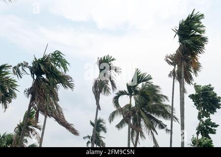 Norwesters ou le vent de Kalbaishakhi soufflant à travers les palmiers. Temps de jour venteux juste avant la pluie au début de la saison de la mousson. Kolkata Inde Asie du Sud P Banque D'Images