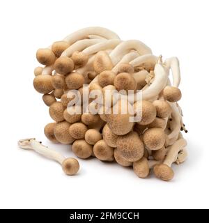 Bouquet de champignons shimeji asiatiques frais crus isolés sur fond blanc Banque D'Images