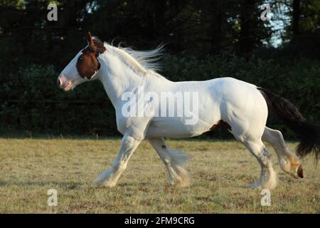 Le stalinon du American Paint Horse galopant dans le enclos au crépuscule Banque D'Images