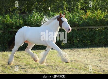 Le stalinon du American Paint Horse galopant dans le enclos au crépuscule Banque D'Images