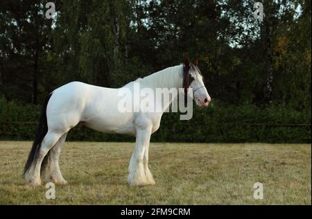 Le stalinon du American Paint Horse galopant dans le enclos au crépuscule Banque D'Images