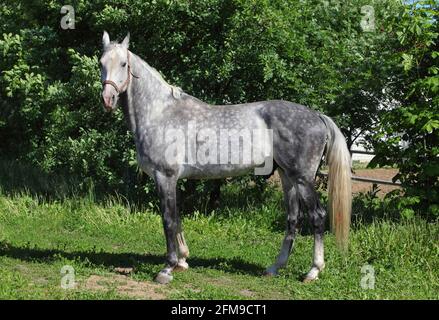 Le cheval andalou gris pomme est posé dans le paddock de la ferme Banque D'Images