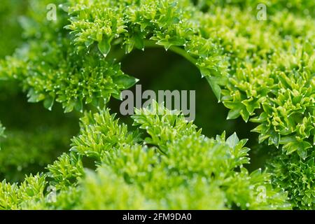 Petroselinum croustillants 'fils', persil de jardin, variété de feuilles, photo macro Banque D'Images