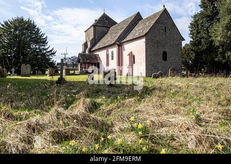 Daffodils sauvages (Narcisse pseudoquescisse) au début du printemps à l'église normande de St Mary, Kempley, Gloucestershire, Royaume-Uni Banque D'Images