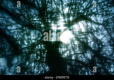 Des rayons de soleil éblouissants pénètrent dans les arbres effrayants de la forêt - photo avec une lumière inhabituelle mais naturelle Banque D'Images