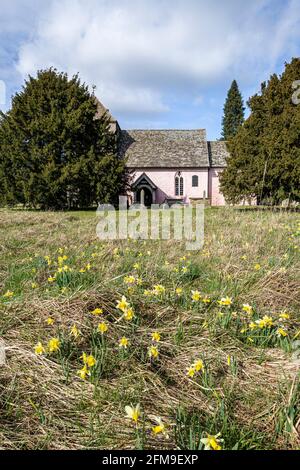 Daffodils sauvages (Narcisse pseudoquescisse) au début du printemps à l'église normande de St Mary, Kempley, Gloucestershire, Royaume-Uni Banque D'Images