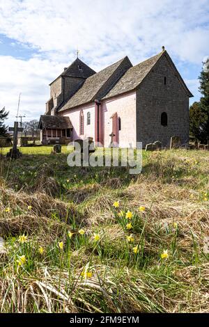 Daffodils sauvages (Narcisse pseudoquescisse) au début du printemps à l'église normande de St Mary, Kempley, Gloucestershire, Royaume-Uni Banque D'Images