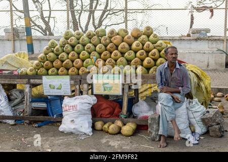 Mysore, Karnataka, Inde - janvier 2019: Un vendeur de rue indien vendant des noix de coco à son stand dans la région des collines de Chamundi de Mysore. Banque D'Images