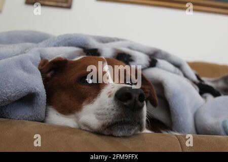 Chien en forme de cuddling sous une couverture Banque D'Images