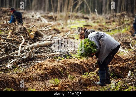 les travailleurs en uniforme sèment manuellement de petits semis d'arbres dans le sol. travaux de reboisement après avoir coupé les arbres. forêt de conifères cultivée par l'homme. Banque D'Images