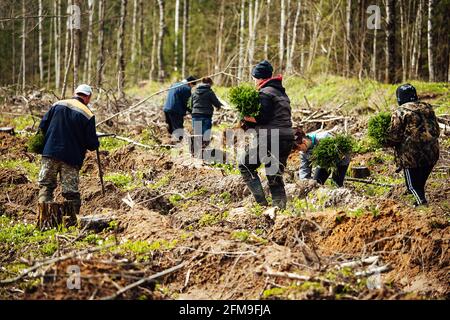 les travailleurs en uniforme sèment manuellement de petits semis d'arbres dans le sol. travaux de reboisement après avoir coupé les arbres. forêt de conifères cultivée par l'homme. Banque D'Images