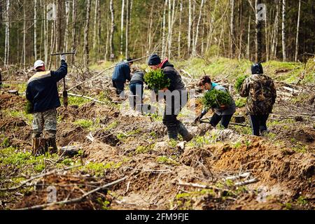 les travailleurs en uniforme sèment manuellement de petits semis d'arbres dans le sol. travaux de reboisement après avoir coupé les arbres. forêt de conifères cultivée par l'homme. Banque D'Images