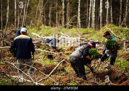 les travailleurs en uniforme sèment manuellement de petits semis d'arbres dans le sol. travaux de reboisement après avoir coupé les arbres. forêt de conifères cultivée par l'homme. Banque D'Images