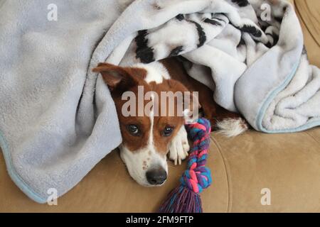 Chien en forme de cuddling sous une couverture Banque D'Images