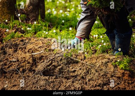 les travailleurs en uniforme sèment manuellement de petits semis d'arbres dans le sol. travaux de reboisement après avoir coupé les arbres. forêt de conifères cultivée par l'homme. Banque D'Images