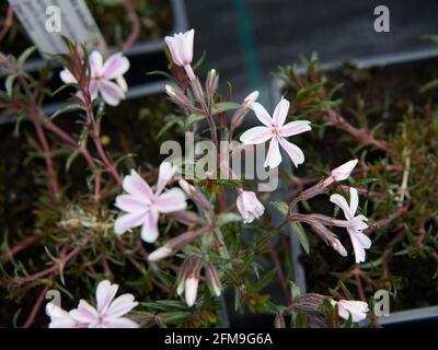 Phlox supe « Candy Stripes » East Yorkshire, Angleterre, Royaume-Uni. Banque D'Images