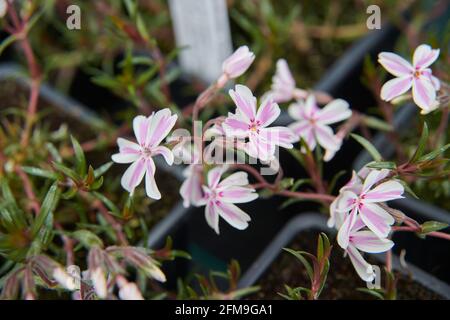 Phlox supe « Candy Stripes » East Yorkshire, Angleterre, Royaume-Uni. Banque D'Images