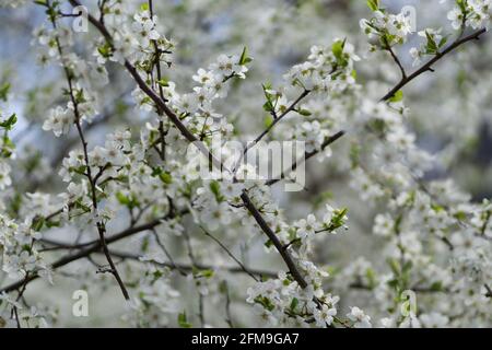 Gros plan de fleurs de noir blanc sur les branches d'arbre pendant un printemps Banque D'Images