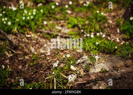 les gouttes de neige fleurissent. les premières fleurs blanches de la forêt sauvage. la végétation verte tendre et vive sort de la terre réchauffée par le soleil Banque D'Images