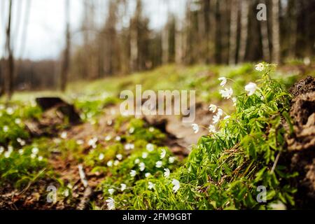 les gouttes de neige fleurissent. les premières fleurs blanches de la forêt sauvage. la végétation verte tendre et vive sort de la terre réchauffée par le soleil Banque D'Images