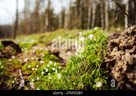 les gouttes de neige fleurissent. les premières fleurs blanches de la forêt sauvage. la végétation verte tendre et vive sort de la terre réchauffée par le soleil Banque D'Images