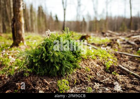 les gouttes de neige fleurissent. les premières fleurs blanches de la forêt sauvage. la végétation verte tendre et vive sort de la terre réchauffée par le soleil Banque D'Images