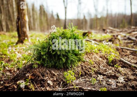 les gouttes de neige fleurissent. les premières fleurs blanches de la forêt sauvage. la végétation verte tendre et vive sort de la terre réchauffée par le soleil Banque D'Images