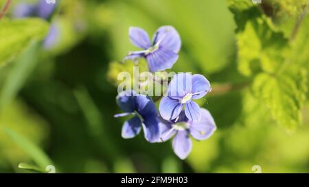 Germander speedwell (Veronica chamaedrys) Banque D'Images