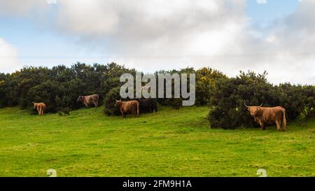 Un troupeau de vaches de haute-terres se trouvant à l'abri du vent derrière un bush de gorge dans un champ écossais vert dans le highlands Banque D'Images