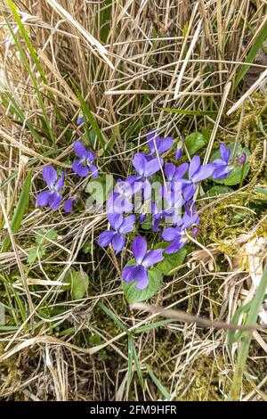 Violettes sauvages (Viola odorata) poussant sur la réserve naturelle nationale de Rudge Hill (Edge Common), Edge, Gloucestershire, Royaume-Uni Banque D'Images