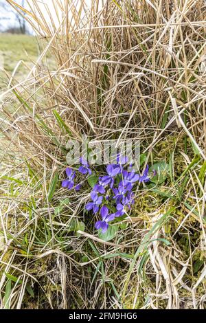 Violettes sauvages (Viola odorata) poussant sur la réserve naturelle nationale de Rudge Hill (Edge Common), Edge, Gloucestershire, Royaume-Uni Banque D'Images