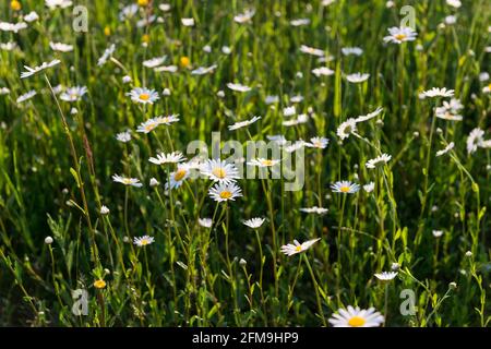 Marguerites, prairie de fleurs en mai Banque D'Images