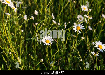 Marguerites, prairie de fleurs en mai Banque D'Images