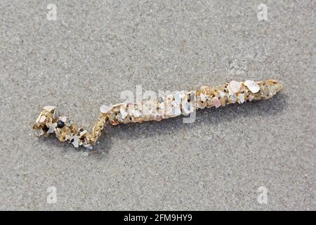 Débris Tubes montrant cimentées grains de sable et de fragments de sand mason vers (Lanice conchilega) s'est échoué sur la plage de sable Banque D'Images