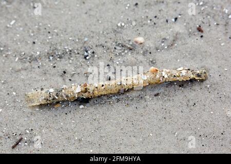 Débris Tubes montrant cimentées grains de sable et de fragments de sand mason vers (Lanice conchilega) s'est échoué sur la plage de sable Banque D'Images