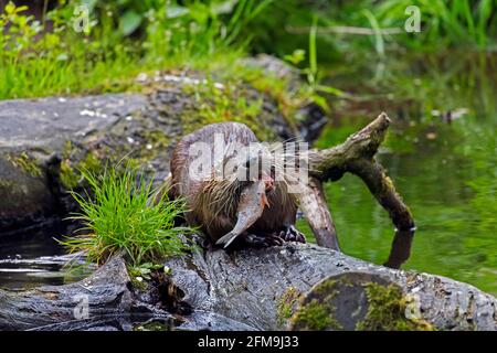 Loutre eurasien / loutre de rivière européen (Lutra lutra) manger du poisson pêché sur le bois tombé dans l'eau de la crique en forêt Banque D'Images