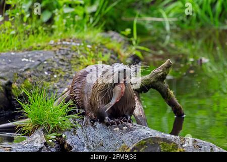 Loutre eurasien / loutre de rivière européen (Lutra lutra) manger du poisson pêché sur le bois tombé dans l'eau de la crique en forêt Banque D'Images