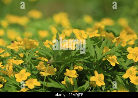 Fond de fleurs jaunes. Anemonoides ranunculoides, Anemone jaune, Anemone jaune. Tapis de fleurs jaunes sur un pré vert au printemps. Banque D'Images
