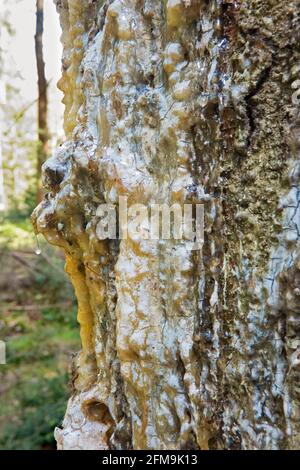La résine s'égoutte d'un pin dans les respirons à une blessure, gros plan de l'écorce d'une épinette de Norvège Banque D'Images
