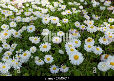 Belle prairie au printemps, pâquerettes fleuries avec des fleurs blanc-jaune et de l'herbe verte Banque D'Images