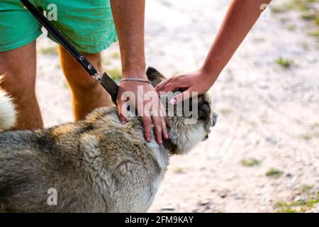 Recentrer les mains de l'homme qui s'en occupent, le concept de confiance, l'amour entre le chien et l'homme. Le propriétaire caressant doucement son chien. Concept de soins pour animaux. Gros plan s Banque D'Images