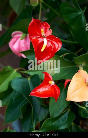 Fleurs de Flamingo ou anthuriums Banque D'Images