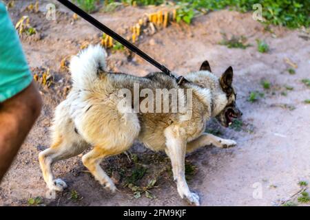 Le chien de chasse en gros plan de la siberian Laika, une race apparentée de husky, se recentre sur la laisse en mouvement. Jeux de chiens actifs. Chiens de traîneau du Nord. G Banque D'Images