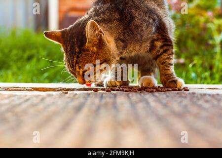 Jeune fou surprise shorthair bengale chat faire coller hors langue quand mange la nourriture sans un bol. Drôle de visage grands yeux. Grand œil émotif surpris Banque D'Images