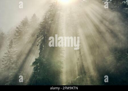 Forêt de montagne dans la brume matinale sur le chemin à La vallée de Laliderer Banque D'Images